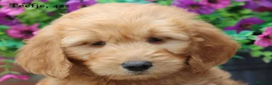 Goldendoodle 5