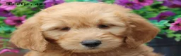 Goldendoodle honden te koop: Mooie Goldendoodle pups - Advertentie 28