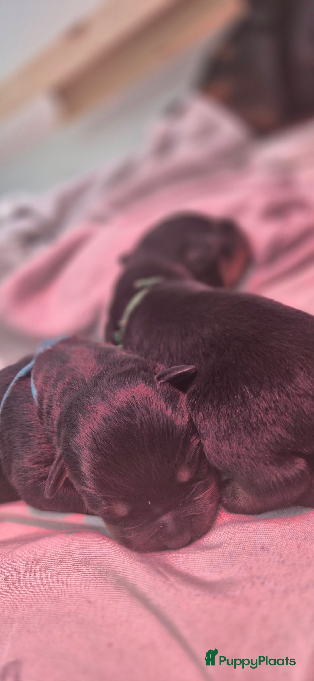 Rottweiler honden te koop: Nest F 27.11.2025 - Advertentie 5