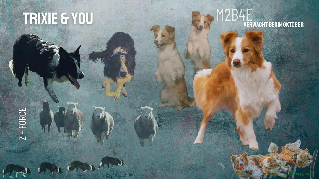 Border Collie honden te koop: FCI stamboom Border Collie pups - Advertentie 14