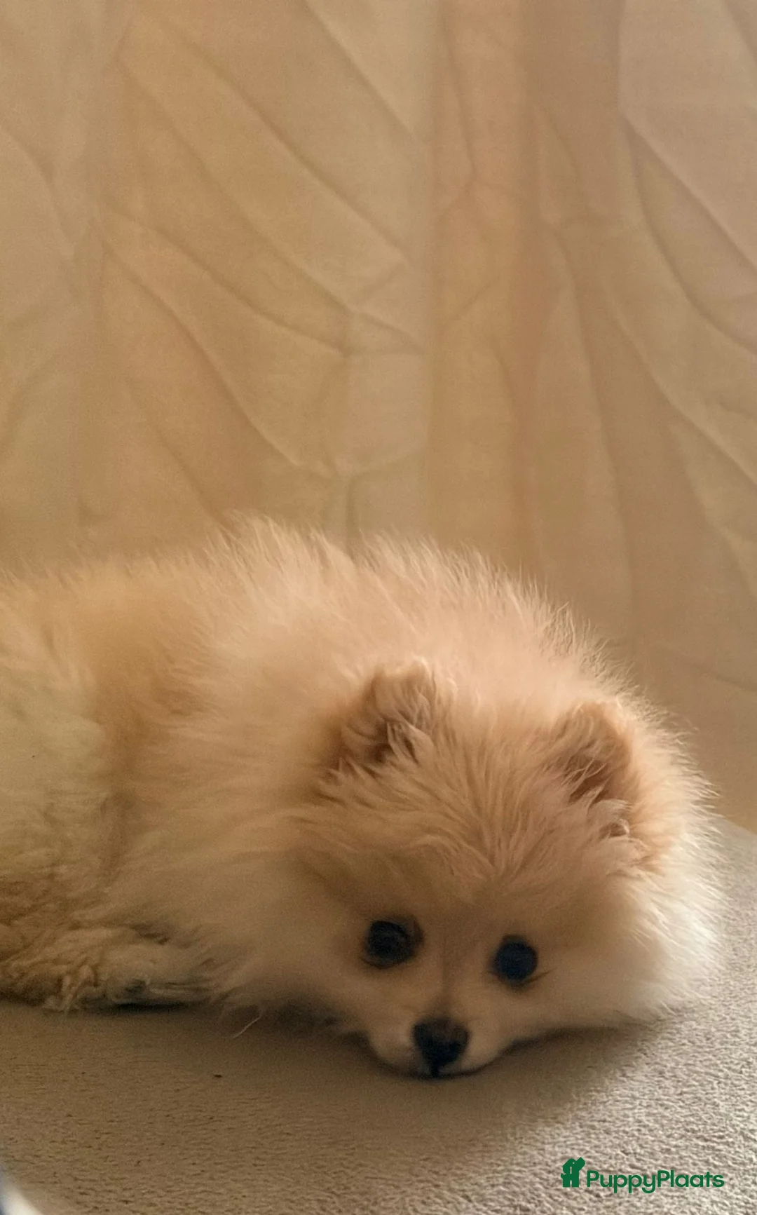 Pomeriaan honden te koop: Pomeriaan Reu in Zoeterwoude - Advertentie 6