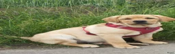 Labrador Retriever honden te koop: FCI PEDIGREE - LABRADOR RETRIEVER 5 MONTHS OLD - Advertentie 3