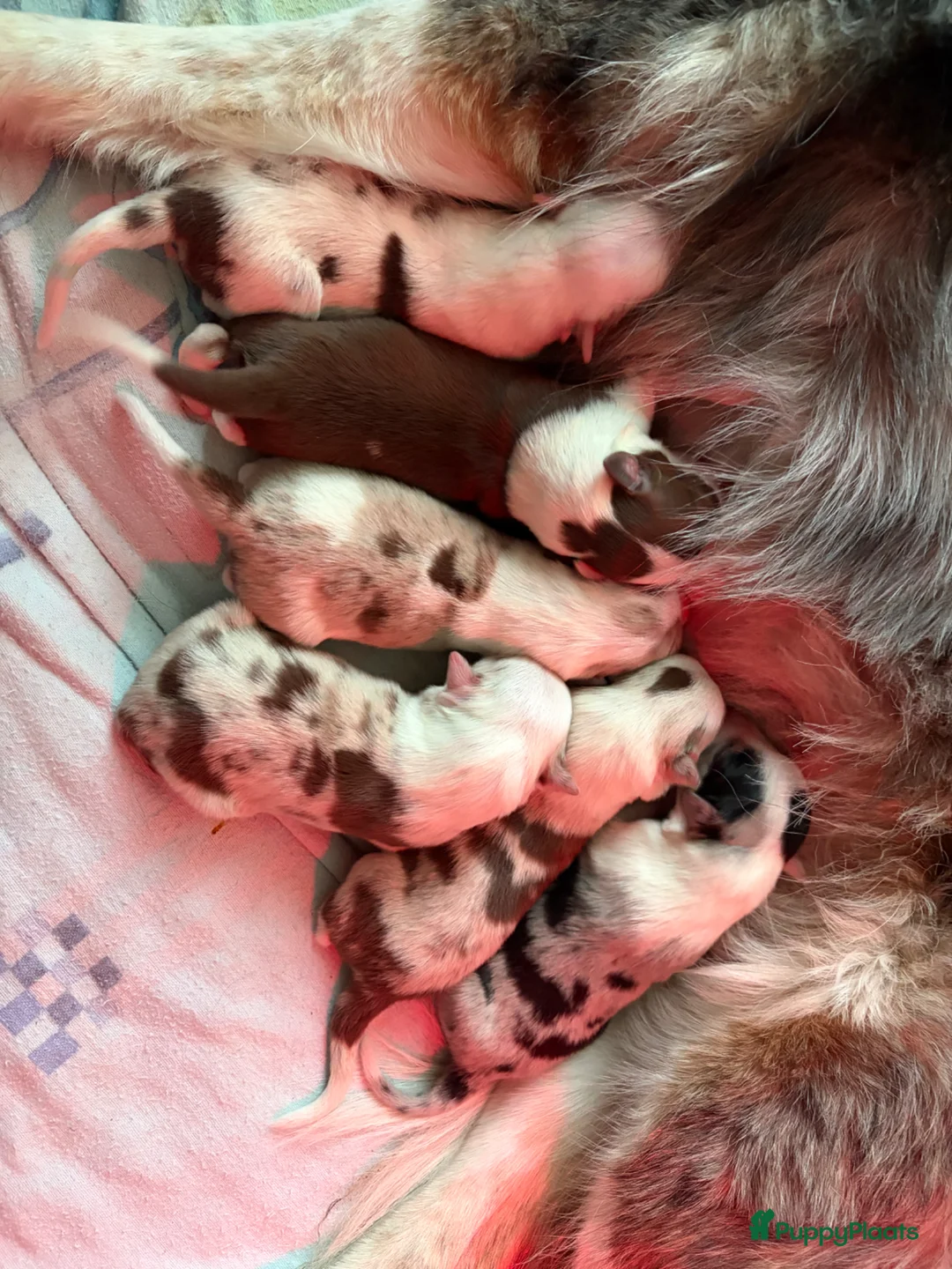 Border Collie honden te koop: Prachtige border collie pups in Ohé en Laak - Advertentie 4