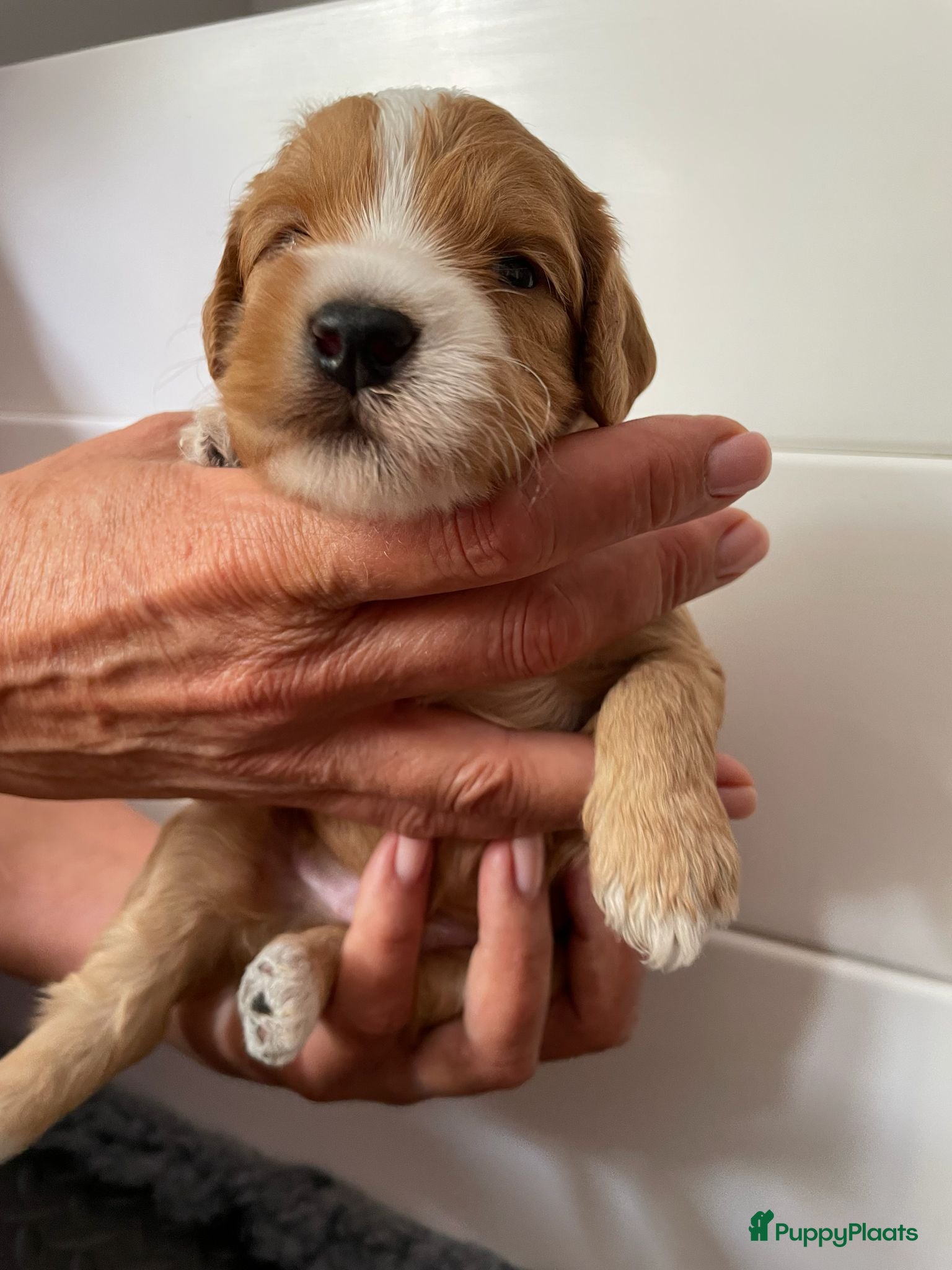Australian Labradoodle honden te koop: Nestje Australian Labradoodles mini - Advertentie 14