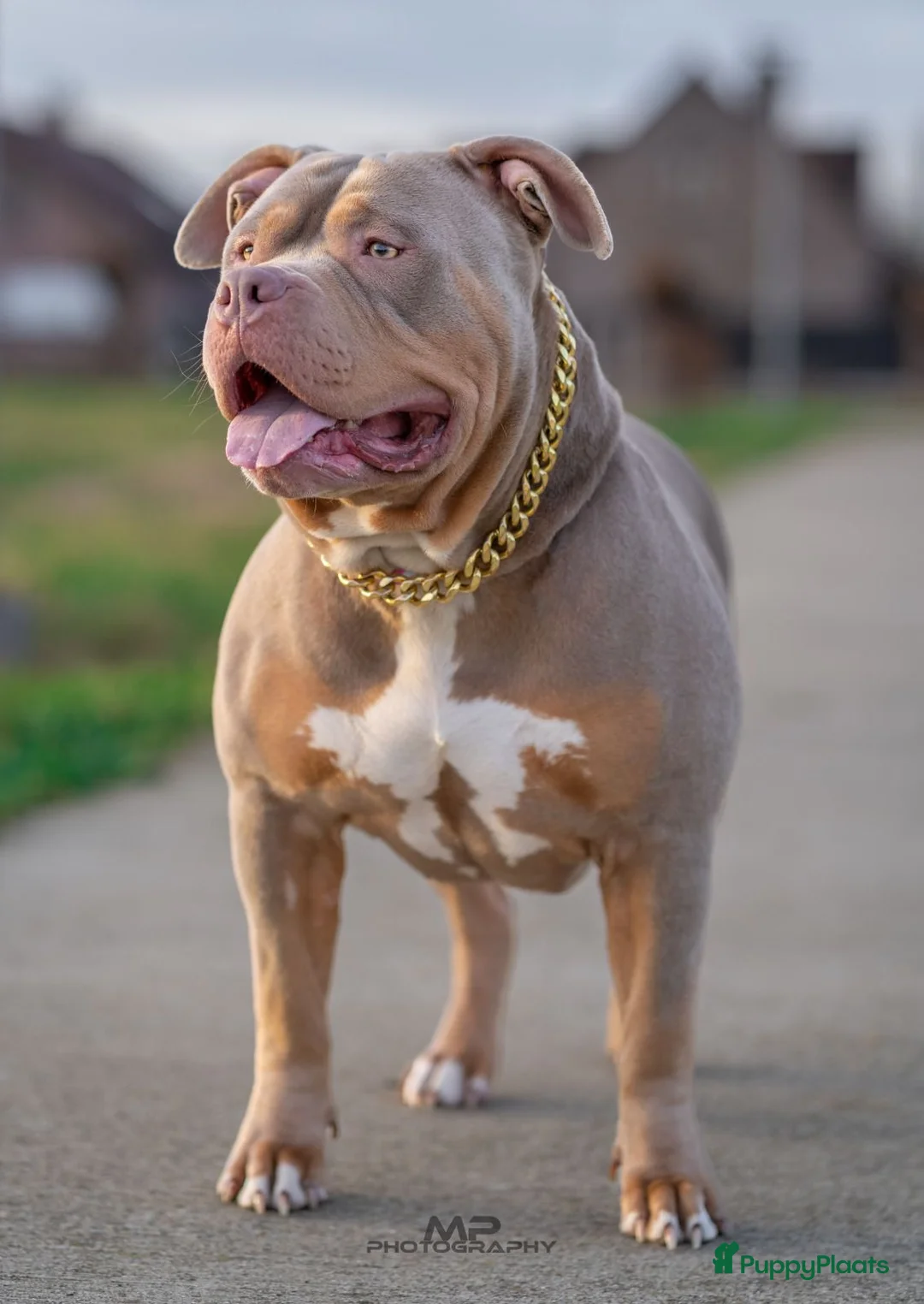 Amerikaanse Bully honden te koop: 🐾 American Bully XL pups verwacht zomer 2026 🐾 - Advertentie 3