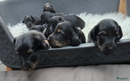 Teckel (langhaar) honden te koop: St. Langharige Black & Tan puppy's te koop - Afbeelding 1