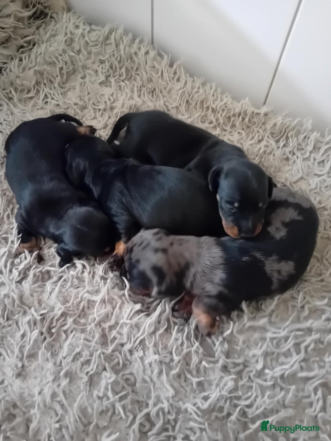 Teckel (korthaar)  honden te koop: teckel puppy 2reutjes 2 teefjes  - Afbeelding 12