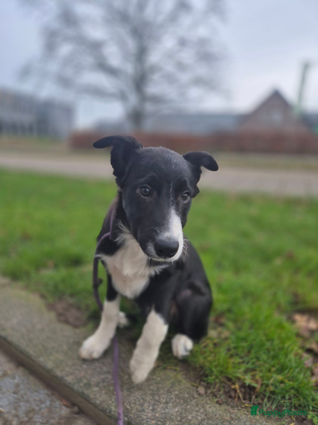 Border Collie honden te koop: Border Collie pups met stamboom - Advertentie 5