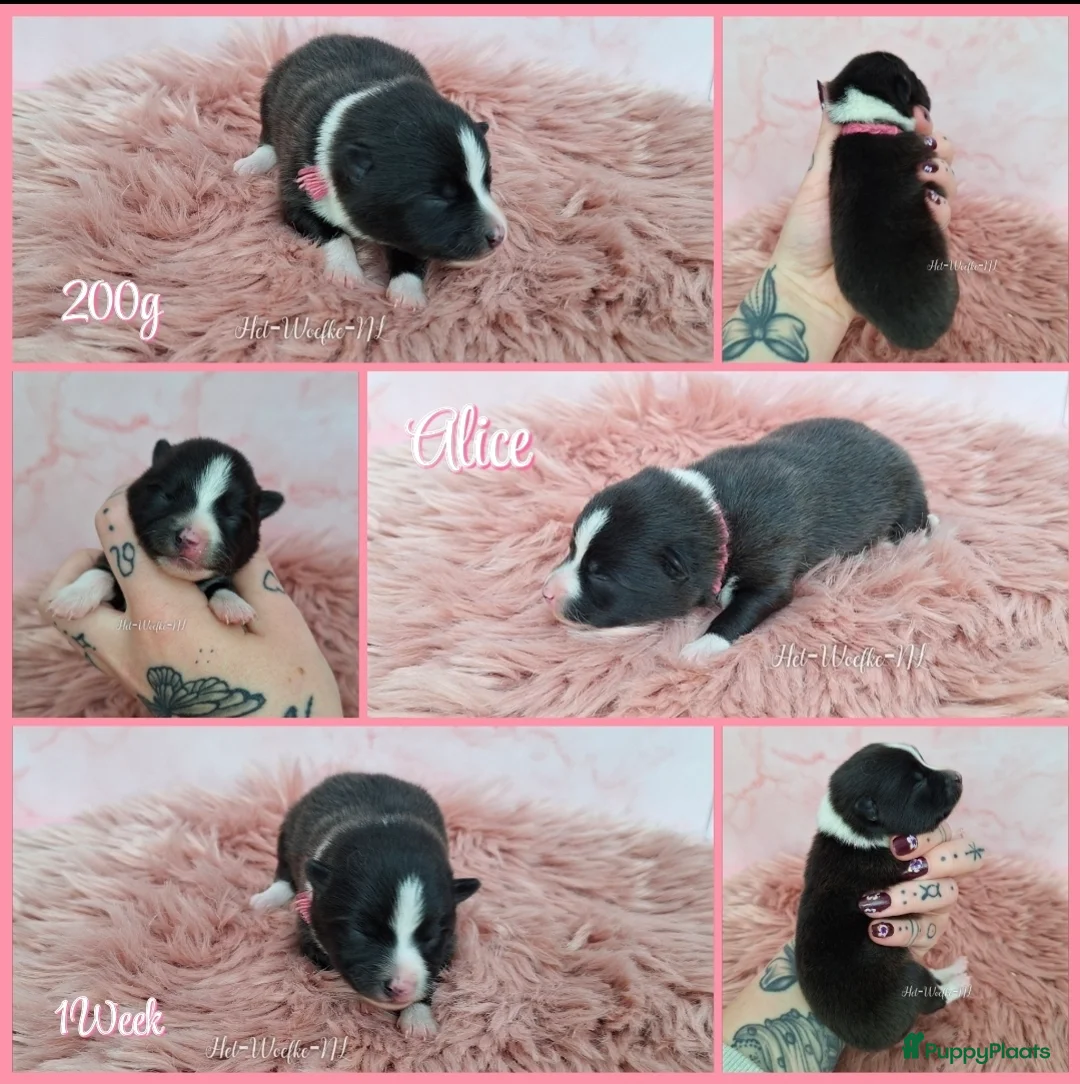 Pomsky honden te koop: F3b (toy) pomsky pupjes  in Weert - Advertentie 9