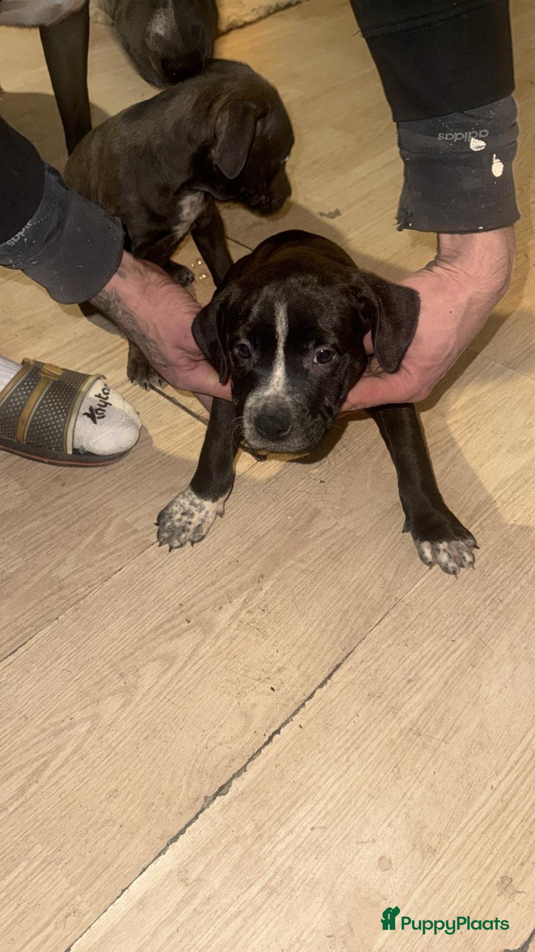 Pitbull Terriër honden te koop: Puppy for sell - Advertentie 2