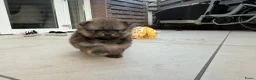 Pomeriaan honden te koop: Raszuivere Pomeranian/pomeriaan/dwergkees puppy’s  - Advertentie 12