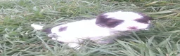 Shihpoo honden te koop: Lieve zachte Shihpoo pupjes te koop - Advertentie 6