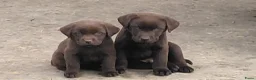 Labrador Retriever honden te koop: Raszuivere chocolade labrador pups. - Advertentie 3