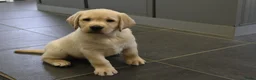 Labrador Retriever honden te koop: Knappe Labrador pups met stamboom ! - Advertentie 20
