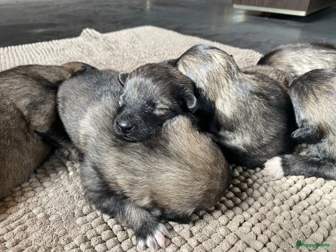Keeshond honden te koop: Wolfsgrijze keeshond pups - Advertentie 4