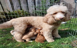 Poedel honden te koop: Raszuivere middenmaat poedelpups - Afbeelding 1