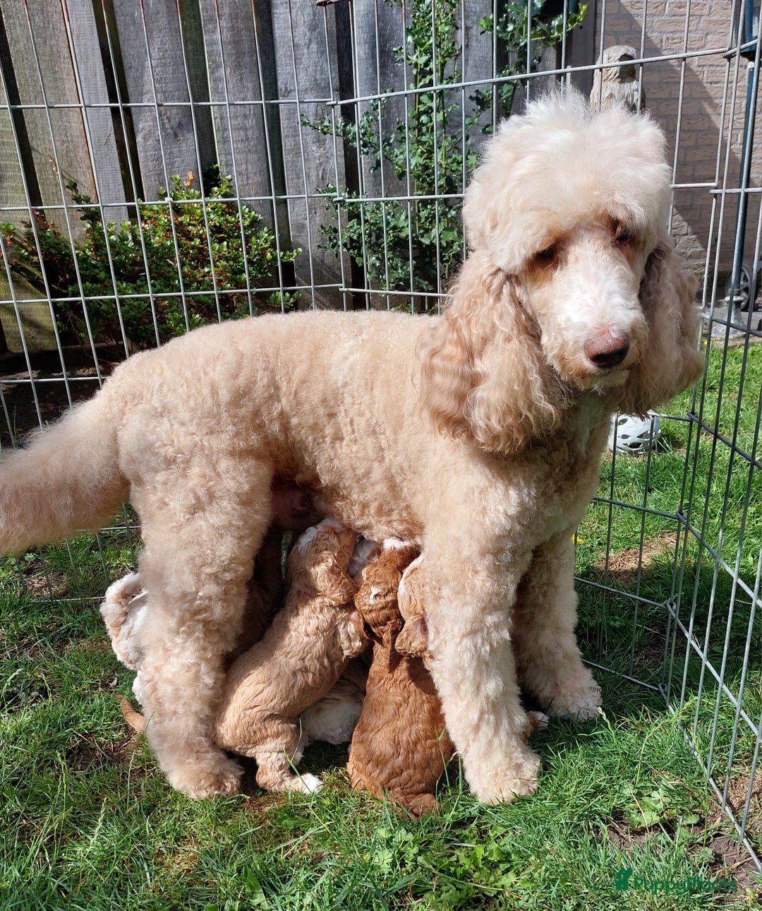Poedel honden te koop: Raszuivere middenmaat poedelpups - Afbeelding 1