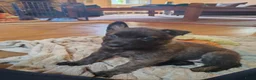 Hollandse Herder honden te koop: Hollandse herder korthaar in Riethoven - Advertentie 3