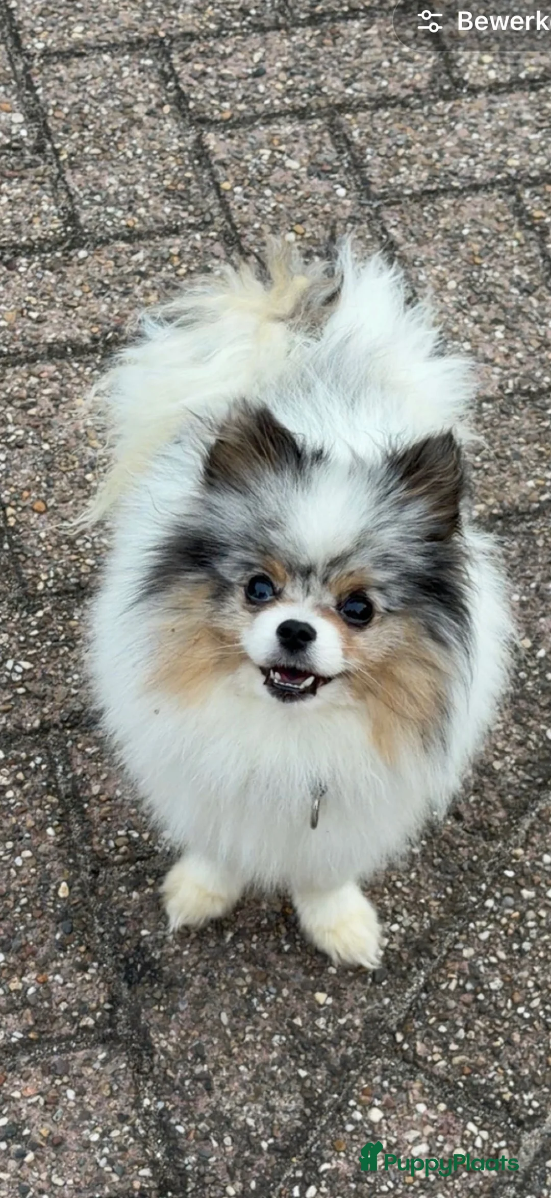 Pomeriaan honden te koop: Pomeriaan  reu  - Advertentie 1