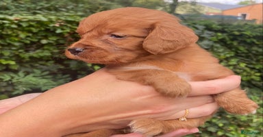 Kruising honden - Advertentie 3