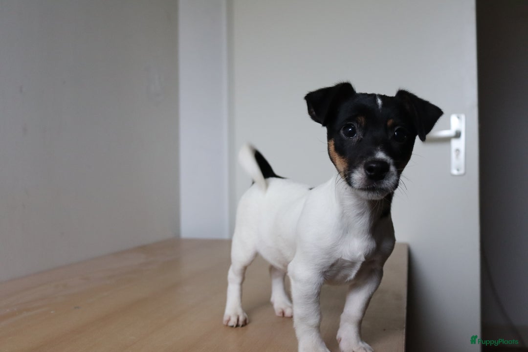 Jack Russel Terriër honden te koop: Mega Mooie jacks te koop - Advertentie 10
