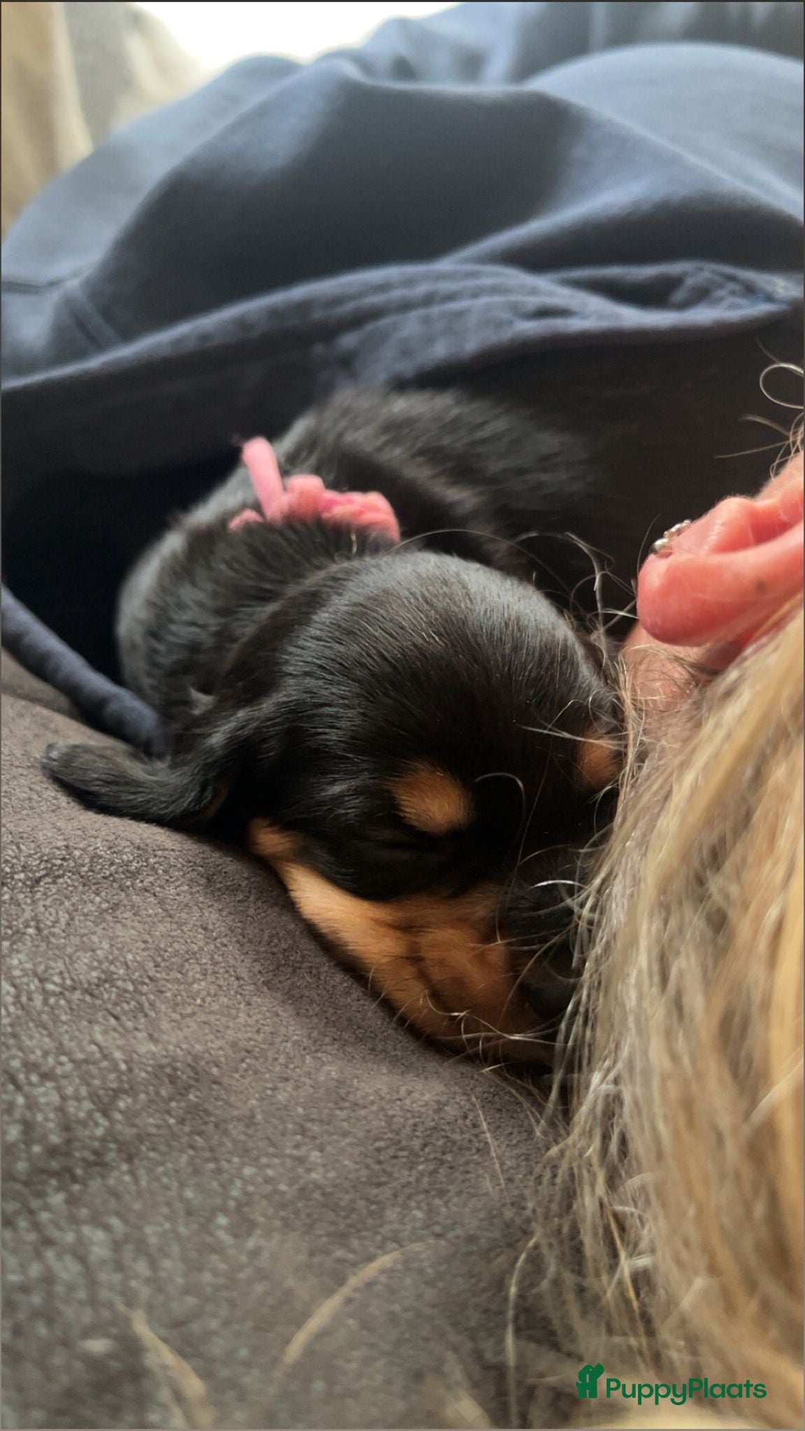 Teckel (korthaar)  honden Dwerg teckel puppy's - Advertentie 2