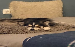 Pomsky honden te koop: F2 Pomsky pups in Zeewolde - Afbeelding 11