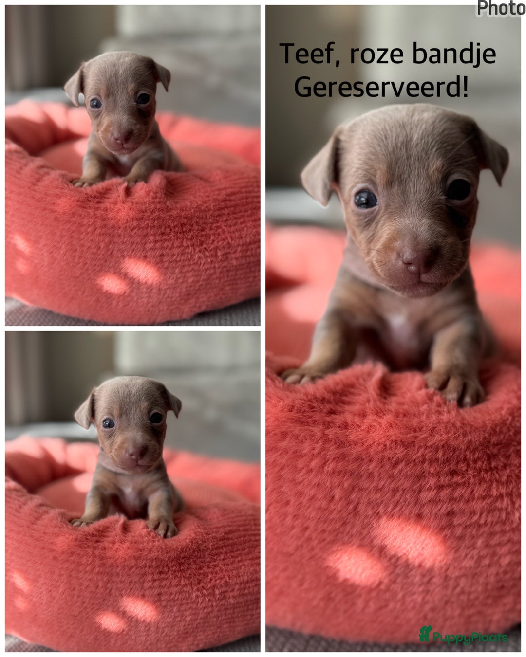 Jack Russel Terriër honden te koop: Jack russel pups - Advertentie 8