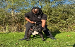 Amerikaanse Bully honden te koop: American Bully XL Puppies - Afbeelding 13