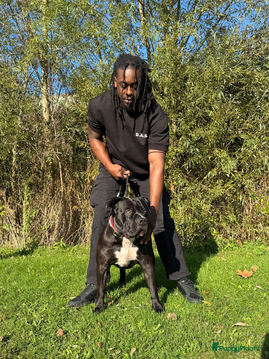Amerikaanse Bully honden te koop: American Bully XL Puppies - Afbeelding 13