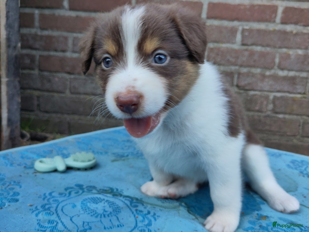 Australian Shepherd honden te koop: Australian Shepherd x Bordercollie pups in Linde - Afbeelding 13