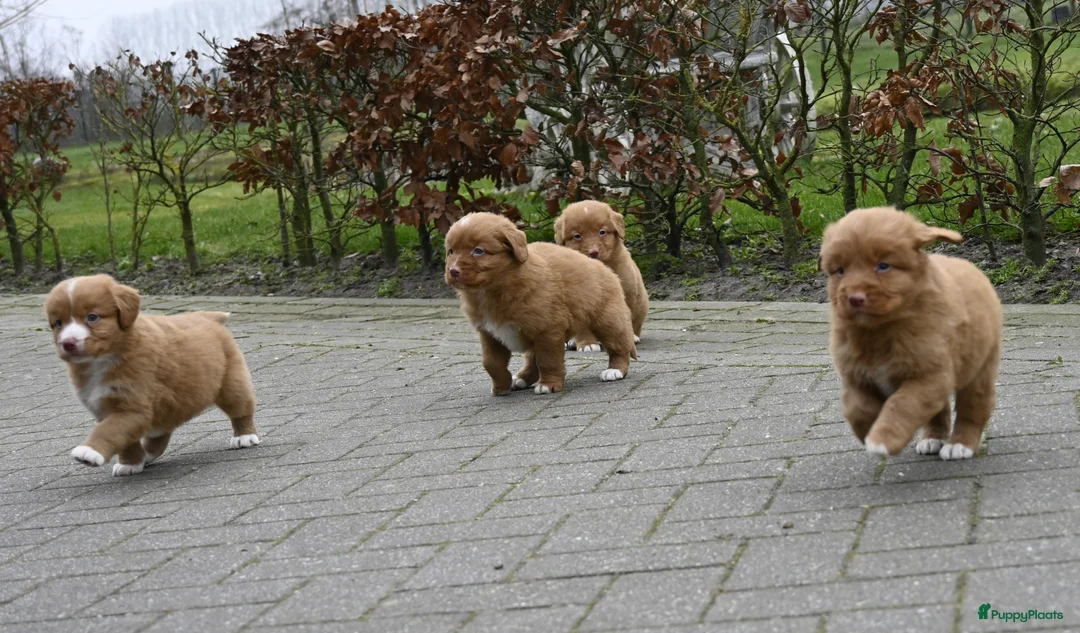 Nova Scotia Duck Tolling Retriever honden te koop: Speelse Nova Scotia Duck Tolling Retriever pups  - Advertentie 12