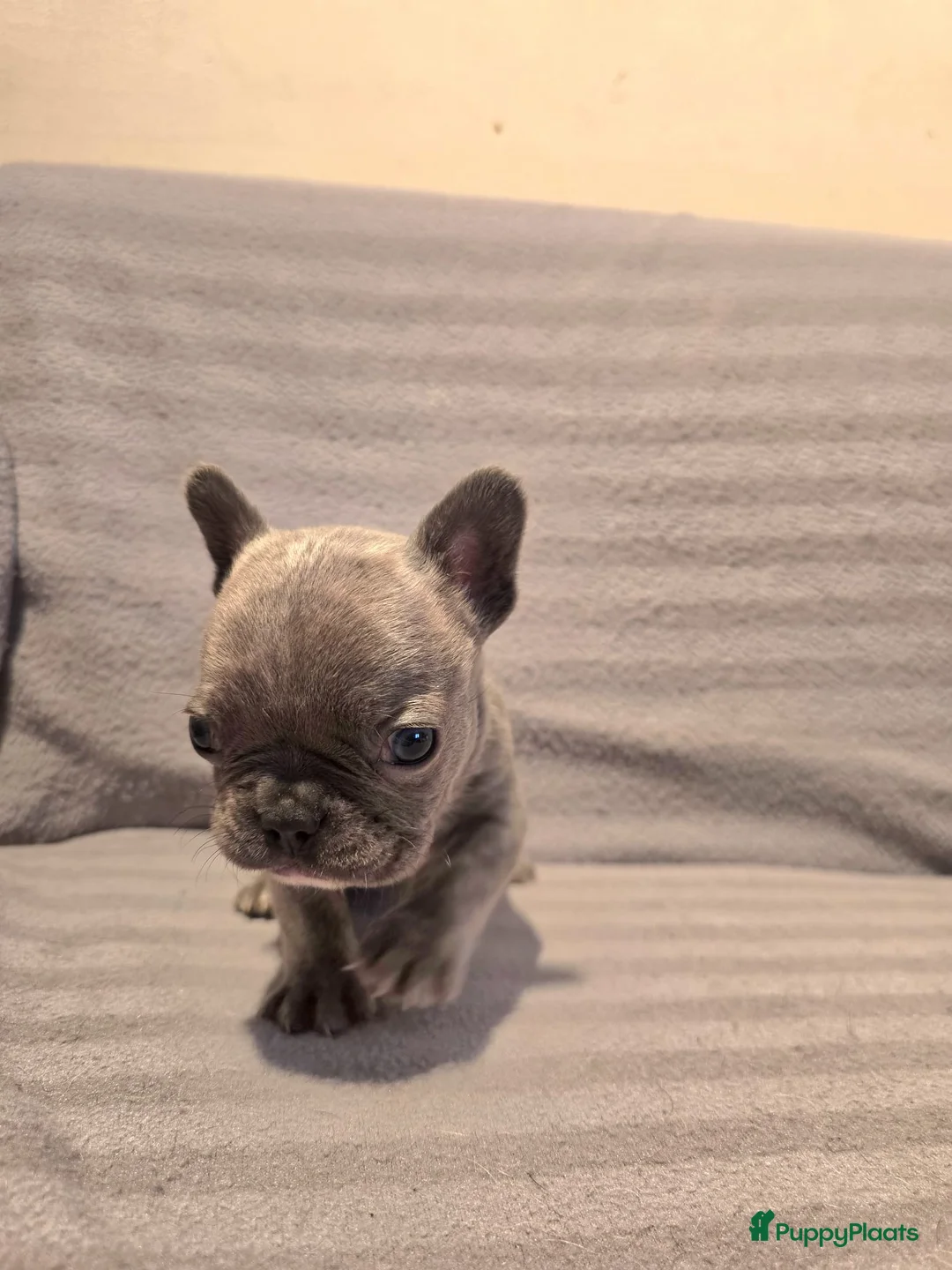 Franse Bulldog honden te koop: Knappe Franse buldogs enkele fluffy  - Advertentie 3