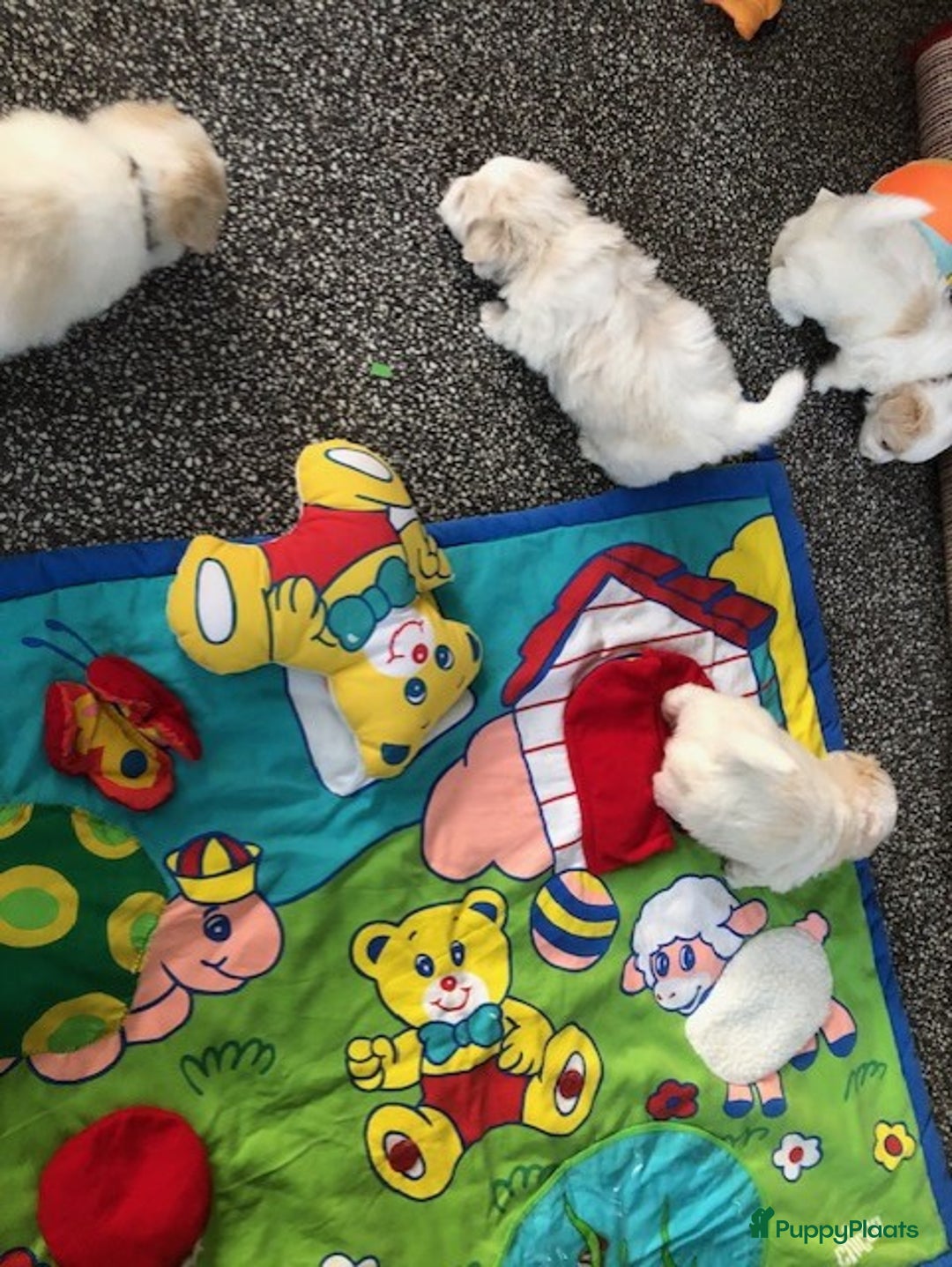 Coton De Tuléar honden te koop: Coton de Tulear pups  - Advertentie 11