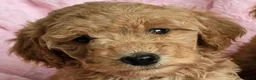Labradoodle honden te koop: 🌸🌸Labradoodle puppie's teefjes beschikbaar🌸🌸 - Advertentie 2