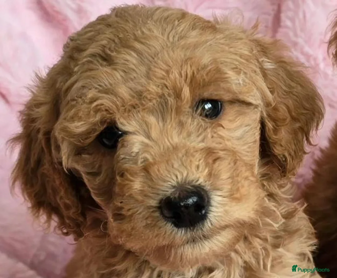 Labradoodle honden te koop: 🌸🌸Labradoodle puppie's teefjes beschikbaar🌸🌸 - Advertentie 2
