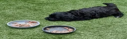 Kruising honden te koop: Prachtige pups - Advertentie 19