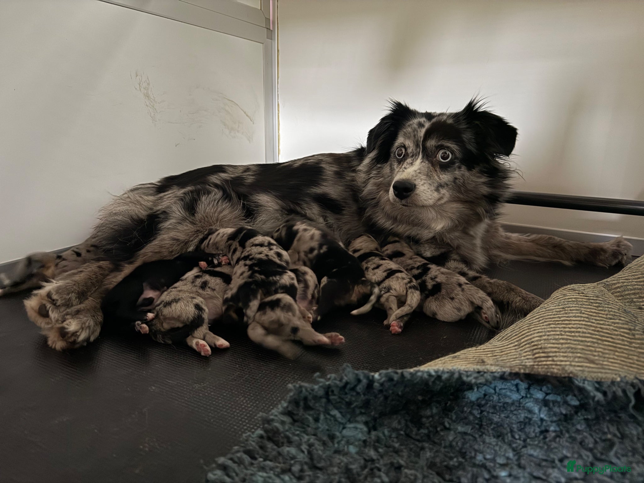 Australian Shepherd honden te koop: Mini Australian Shepherd pups - Advertentie 2