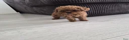 Poedel Toy honden te koop: Ieniemienie teefje 🌸💜 - Advertentie 12