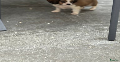 Kruising honden - Advertentie 1