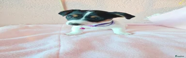 Jack Russel Terriër Puppy 4