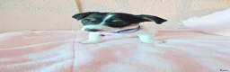 Jack Russel Terriër honden te koop: Super lieve en mooie pups te koop  in Waardenburg - Advertentie 5