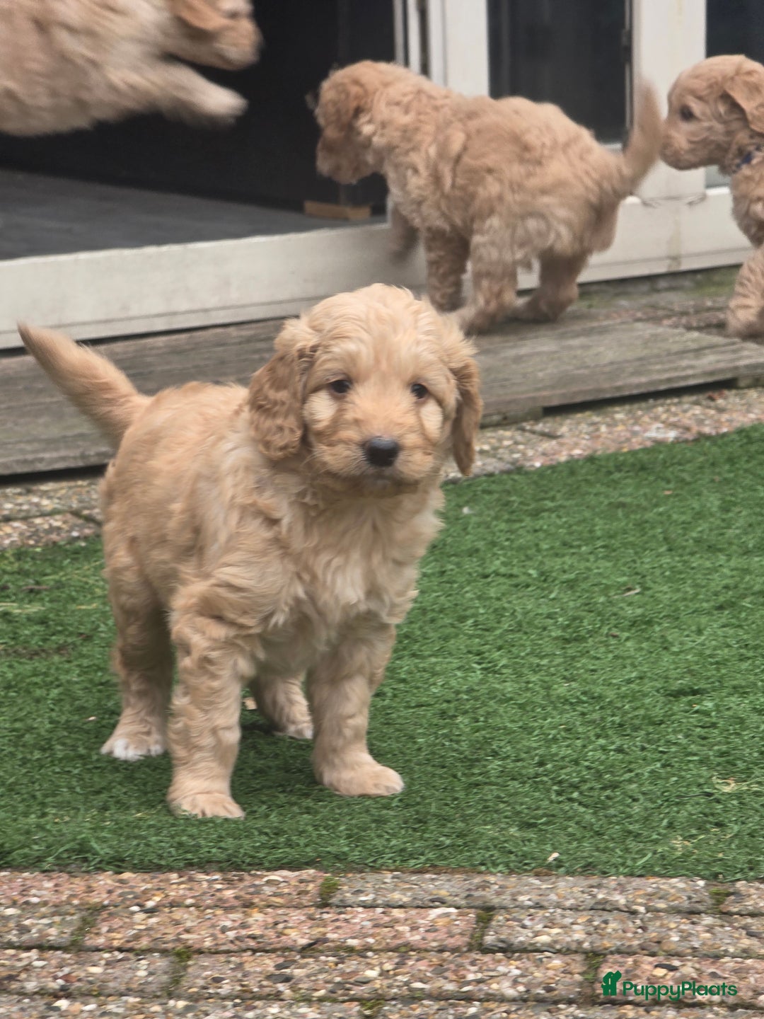 Kruising honden te koop: Goldendoodle multigen reutjes mogen verhuizen - Advertentie 8