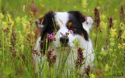 Australian Shepherd honden ter dekking: Raszuivere Australian Shepherd Black Tri Dekreu  in Ootmarsum - Afbeelding 8