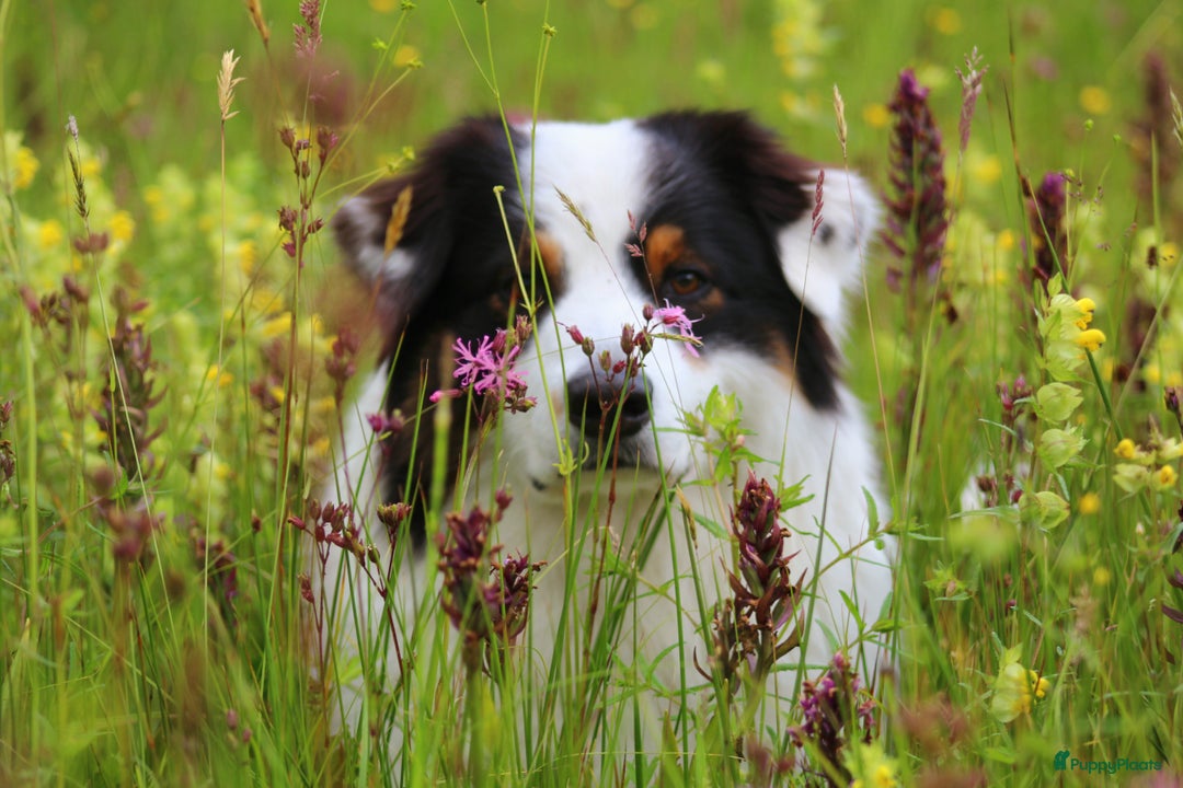 Australian Shepherd honden ter dekking: Raszuivere Australian Shepherd Black Tri Dekreu  in Ootmarsum - Afbeelding 8