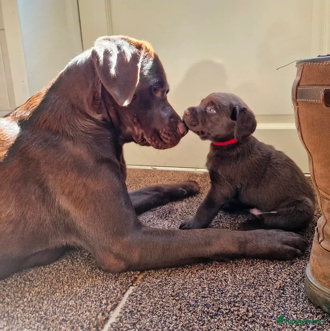 Labrador Retriever honden te koop: Lief Labrador teefje met stamboom  - Advertentie 2