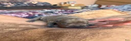 Franse Bulldog honden te koop: Mooi franse bulldog pups - Advertentie 11