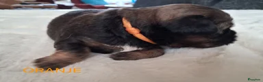Oranje