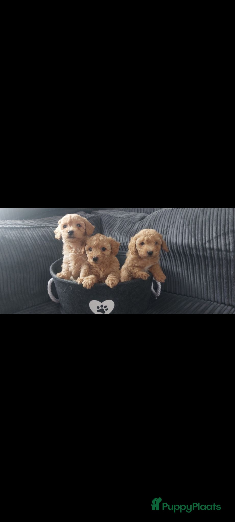 Maltipoo honden 2 prachtige maltipoo reutjes  - Advertentie 2