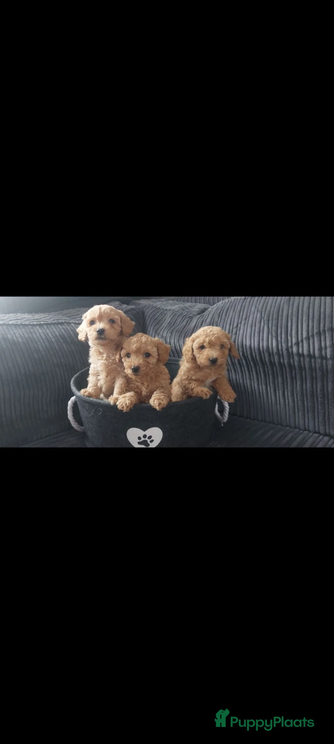 Maltipoo honden te koop: 2 prachtige maltipoo reutjes  - Advertentie 2